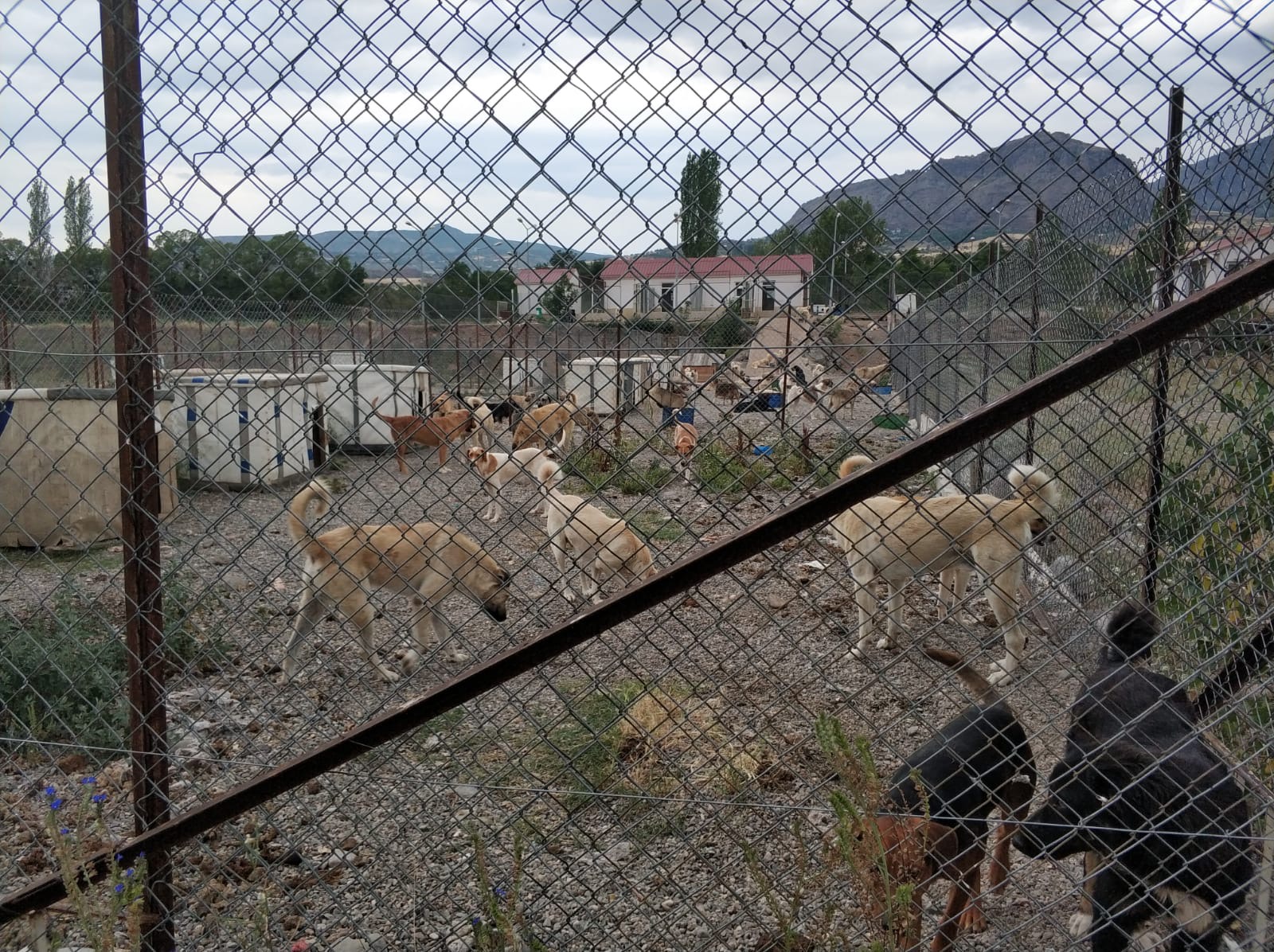 Giresun Şebinkarahisar hayvanları koruma besleme mama bakım tedavi